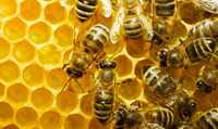 бджоли з вуликами
