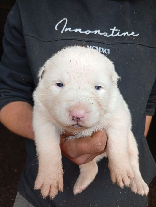 Продаємо Щенята алабая