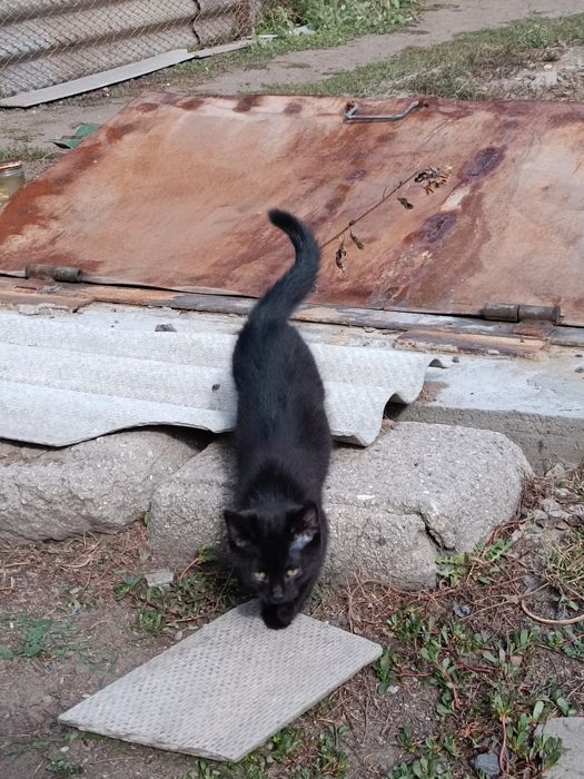 Котята шукають турботливу родину