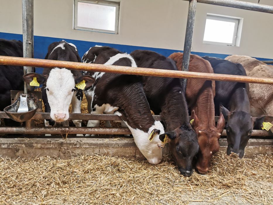 Odsadki mięsne zarlaki Byczki