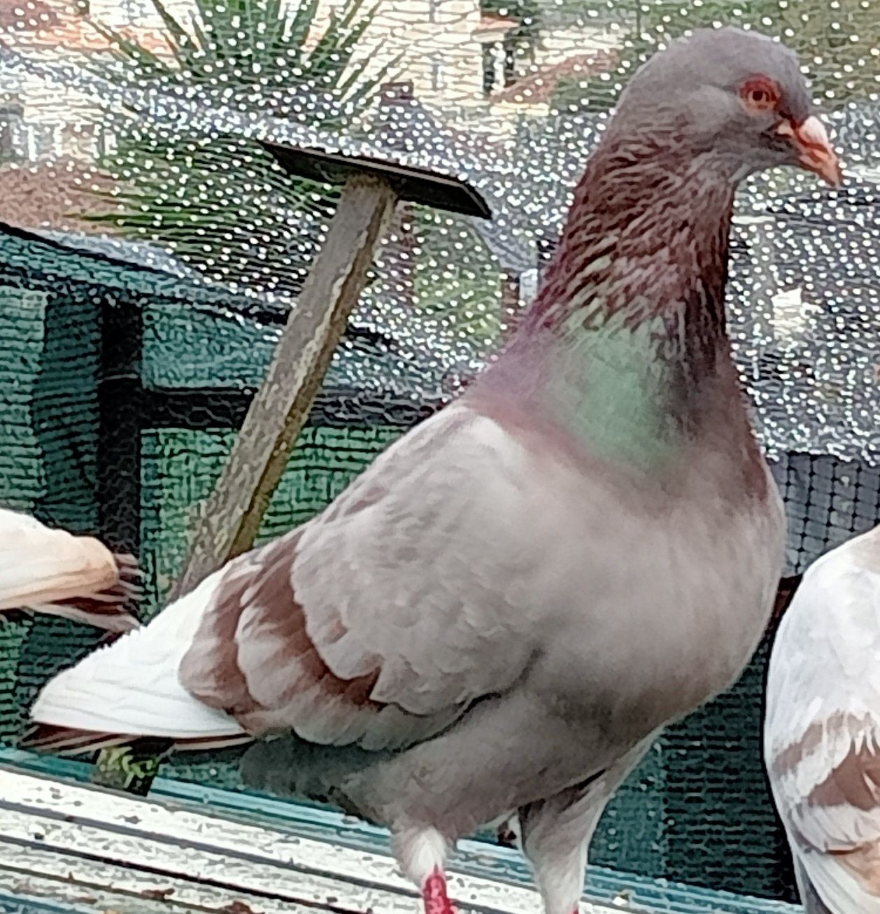 Pombos romanos muito bonitos