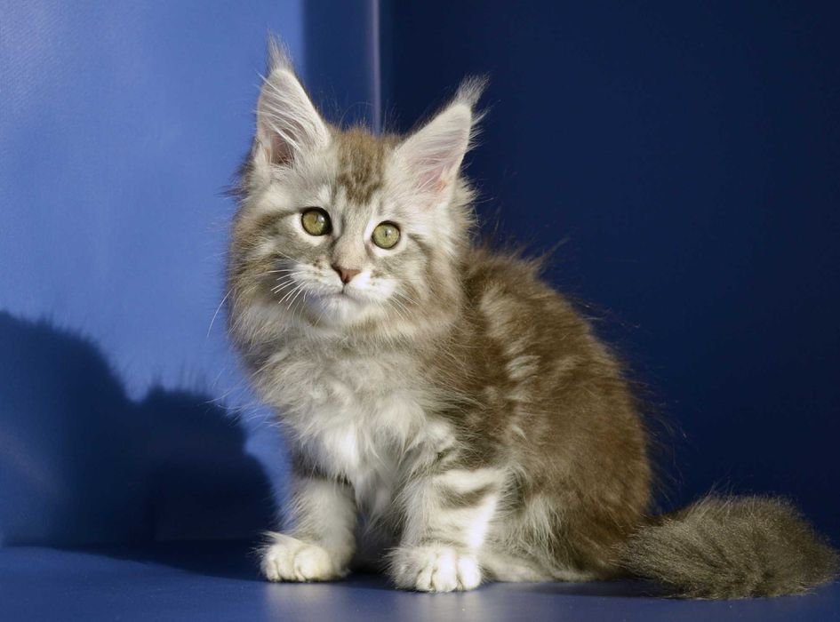 Мейн кун . Девочка 2 мес.