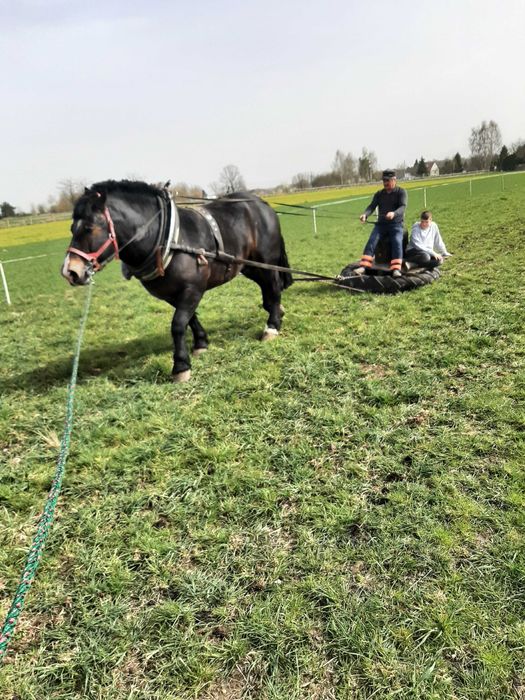 Dwa ogiery zimnokrwiste sztumskie