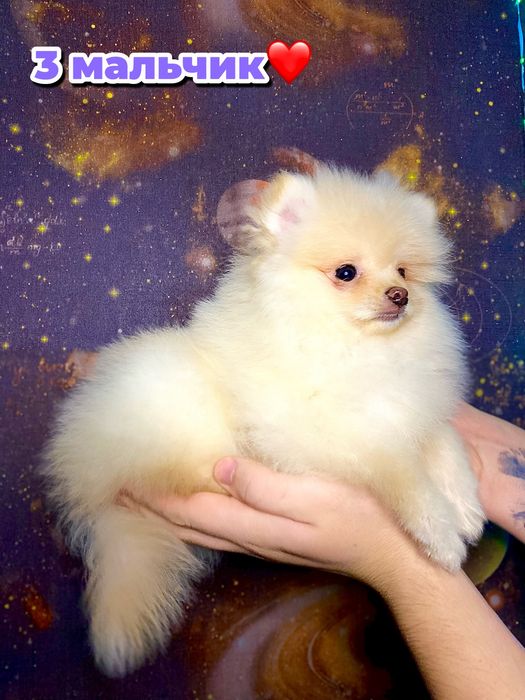 Пушистые кремовые щенки шпица — 5 маленьких солнышек