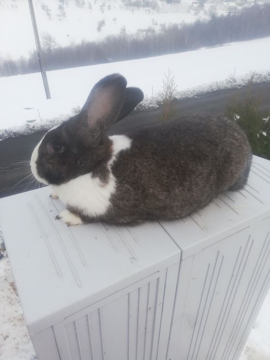 Sprzedam samiczke holenderska z 8 młodymi