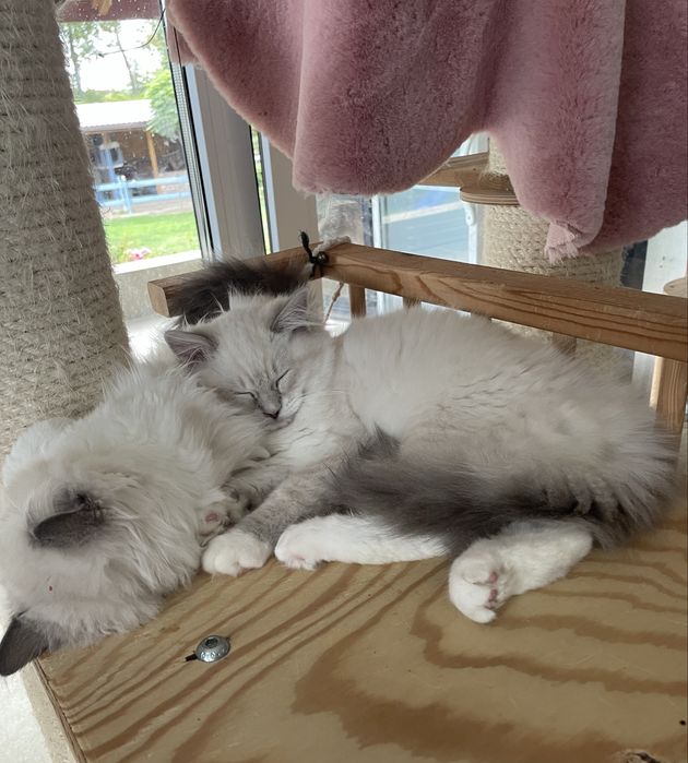 Ragdoll lynx seal blue przytulaski