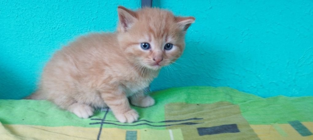 Рыжий котенок ищет друга