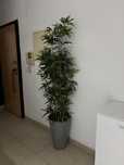 Planta alta com vaso