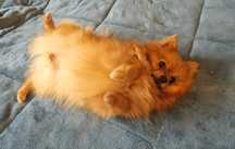 Pomeranian szpic miniaturowy