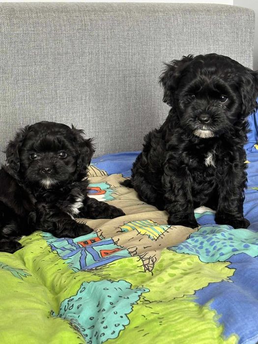 Shihpoo-Pudel Toy /badania gen -Suczka