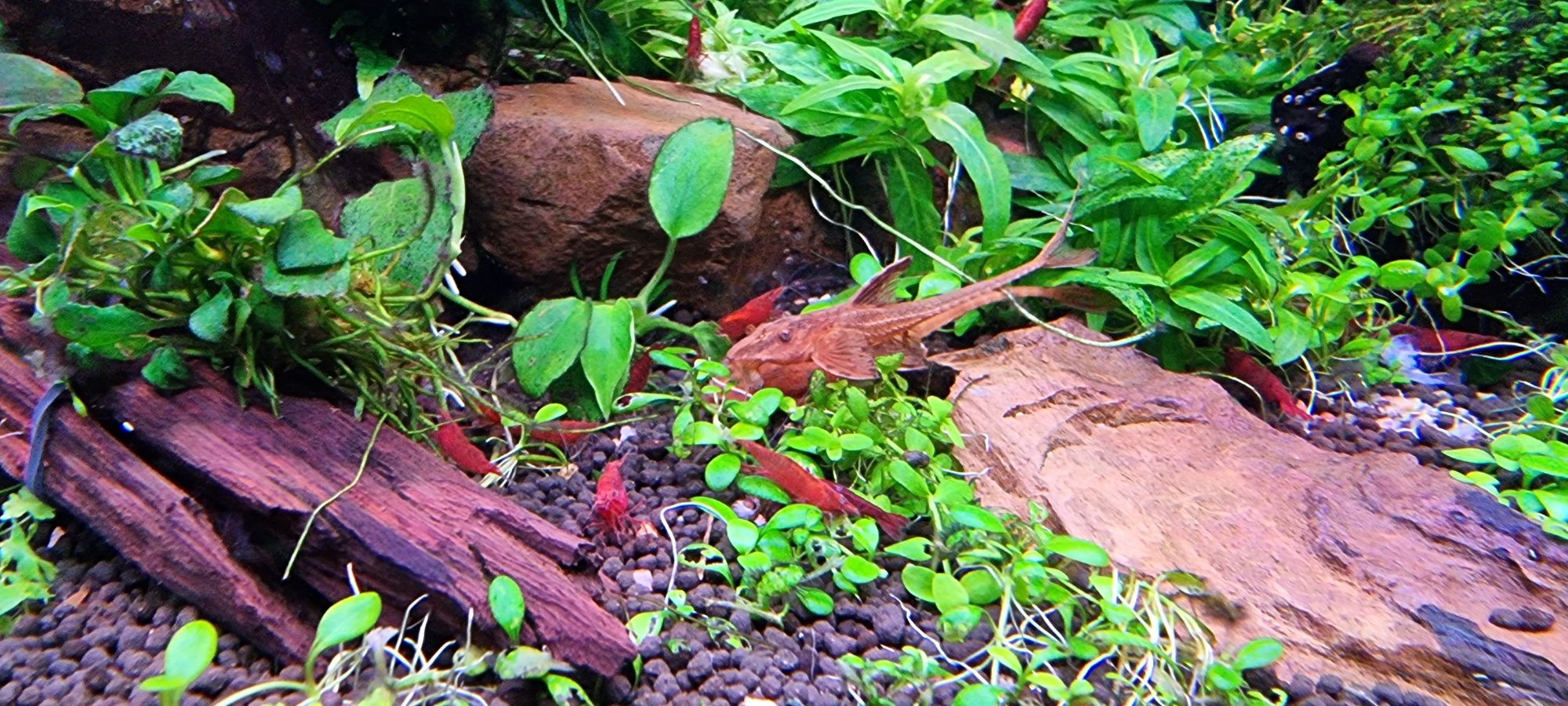 Krewetki Neocaridina Sakura Red