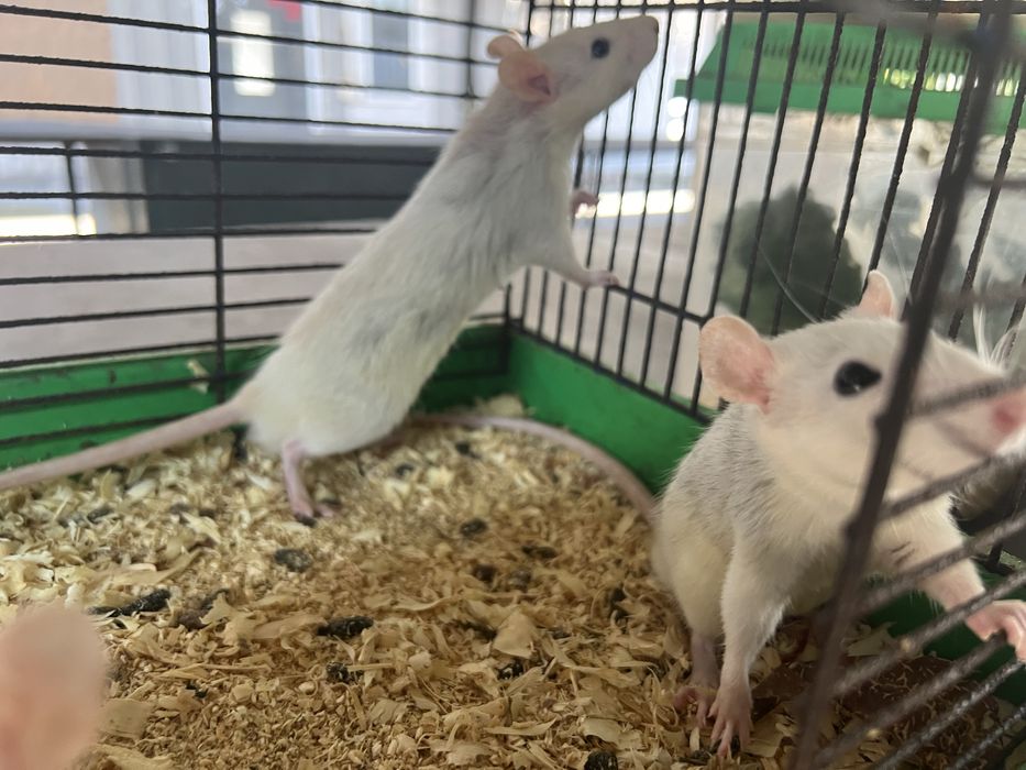 Пепельные и рыженькие Кролики Карликовые