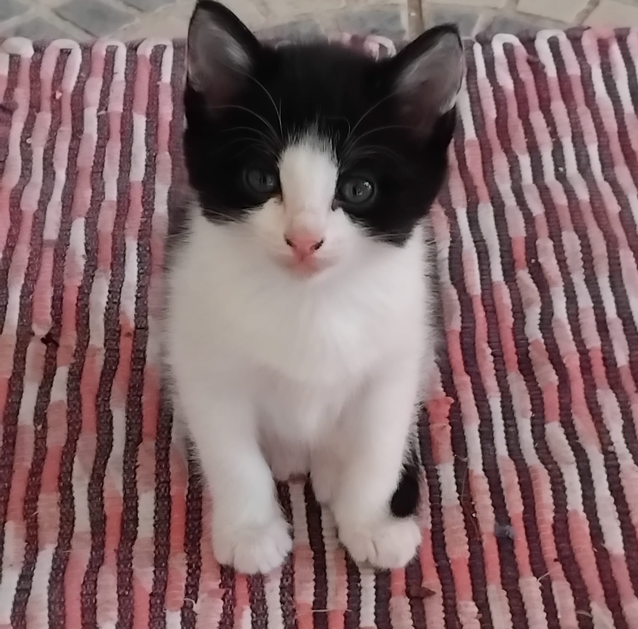 Gatinhos para Adoção Responsável