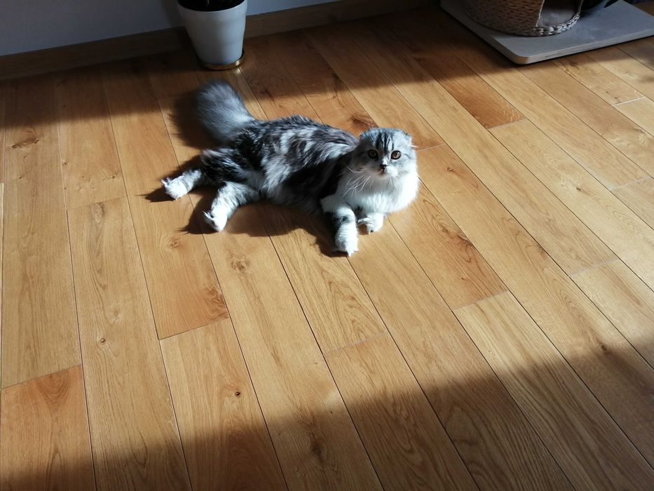 Deska dębowa lita lakierowana 14x110