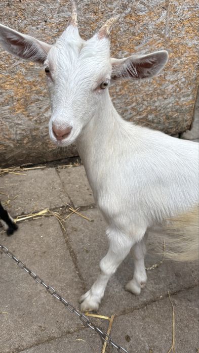 sprzedam dwie kózki