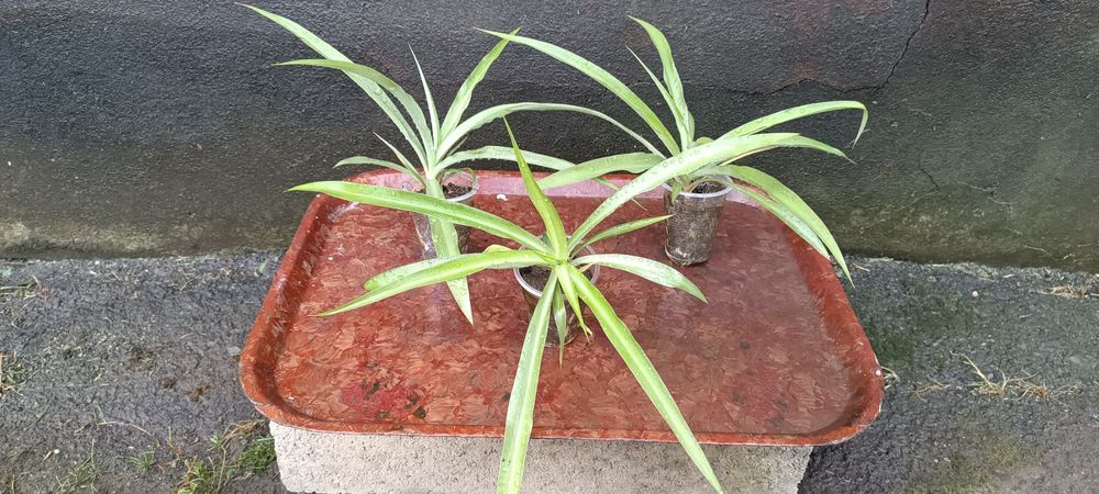 Хлорофітум, традиції, драцена, монстера Манкі