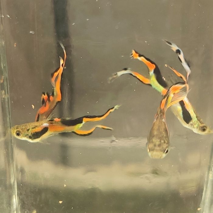 Guppy Macho/Fêmea Endler Hybrids Lyra Tail
