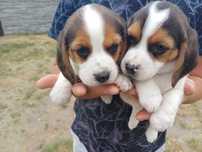 Beagle ślicznw suczki