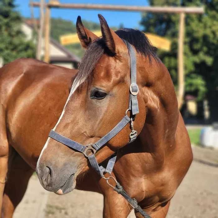 Wałach do dużego sportu-sprzedaż-zamiana