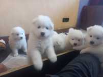 Szczenię samoyed suczka