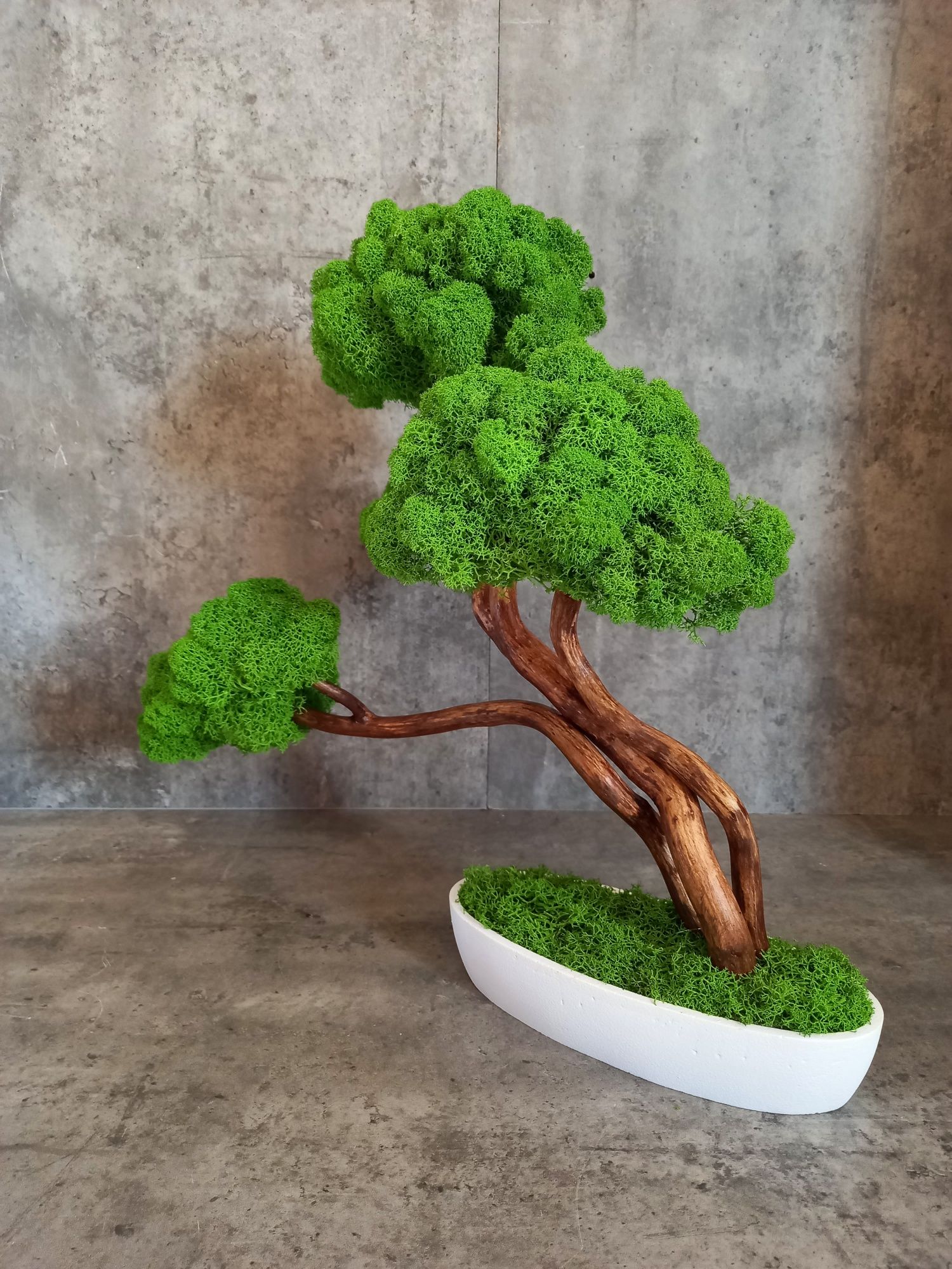 Drzewko bonsai. Mech Chrobotek.Prezent. Wyposażenie wnętrz