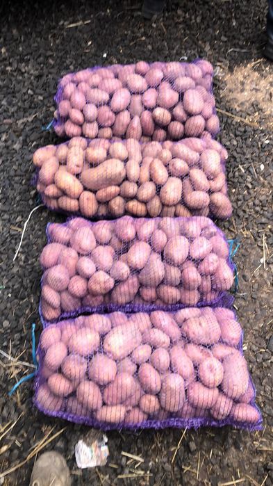 Овочі, Картопля Цибуля,Моркв  ,Буряк столовий,.