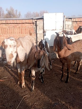 Продам англо - нубійські кози козенята