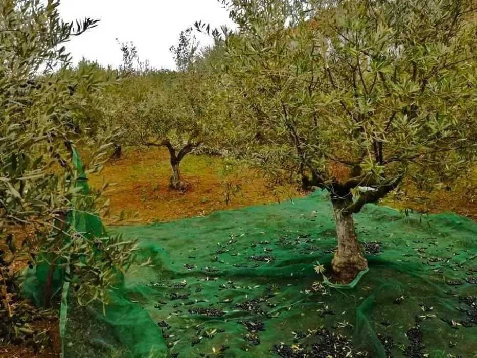 Toldo / Rede / Pano Apanha da Azeitona, Amêndoa, Castanha - NOVOS