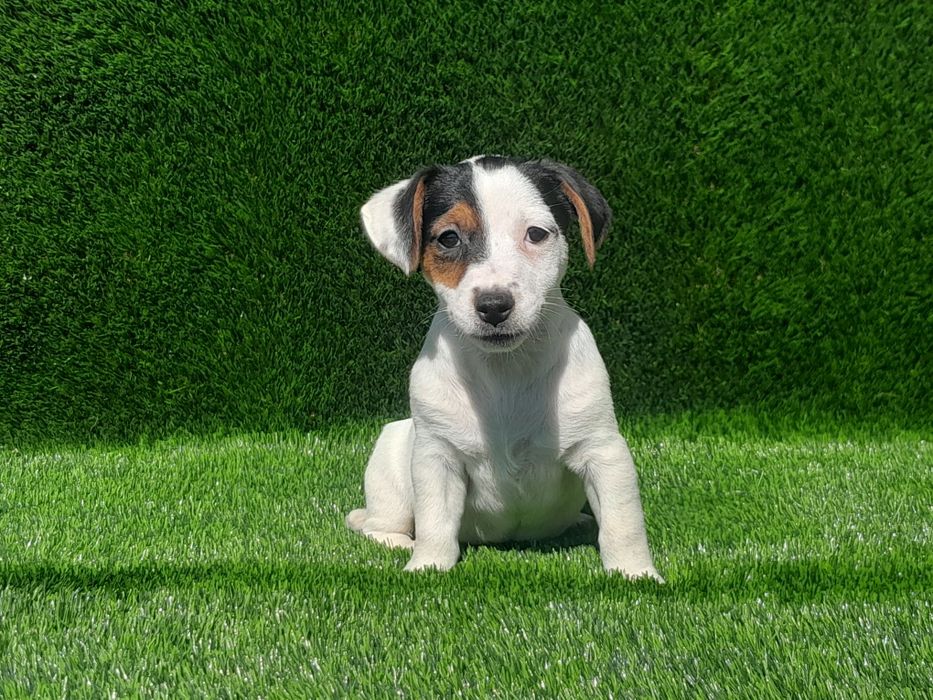 Jack Russell Terrier