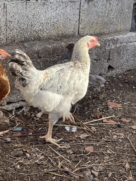 Galos para consumo ou criação