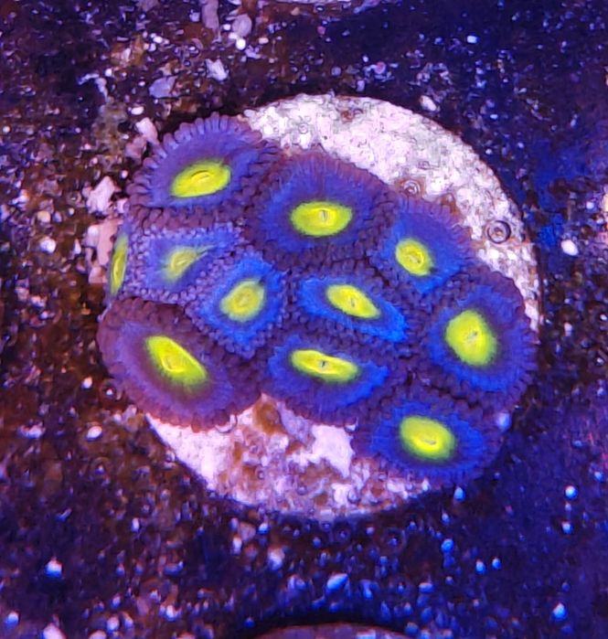 WWC AOI Zoanthus, Corais de Água Salgada