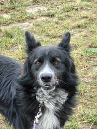 Czas - przerośnięty border collie