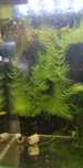 ROGATEK - Ceratophyllum demersum