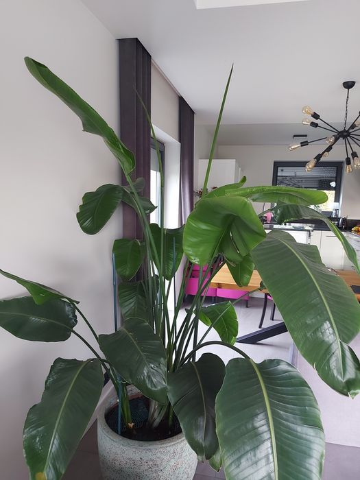 Strelicja biala  duża