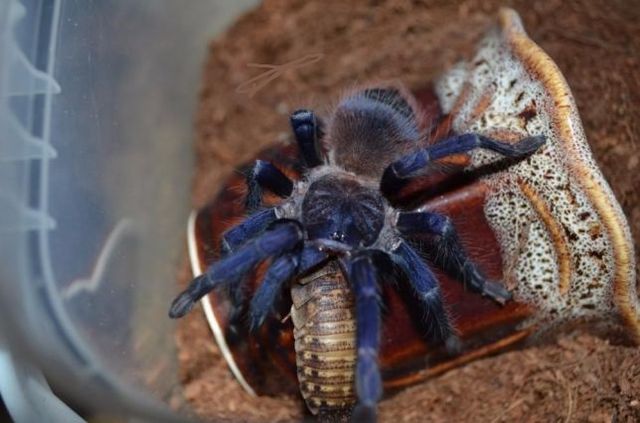 Pterinopelma sazimai самцы паука птицееда для новичков