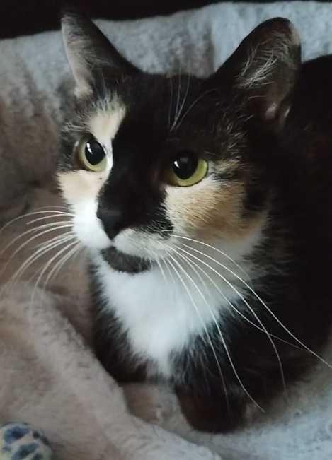 Wesoła, kochana i śliczna trikolorka poeca się do adopcji:)