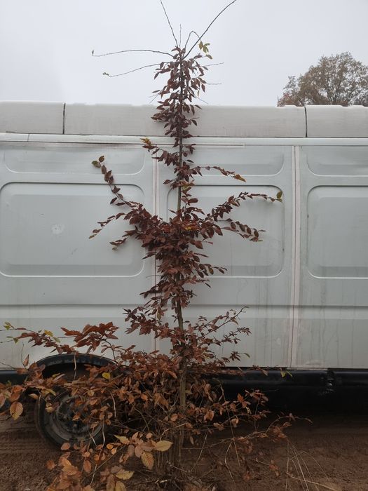 Brzoza grab sosna brodawkowata Betula pendula sadzonki drzewa 2m 3m 4m