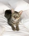 Setúbal / Margem Sul / Lisboa — NAPOLEÃO, gatinho para adoção