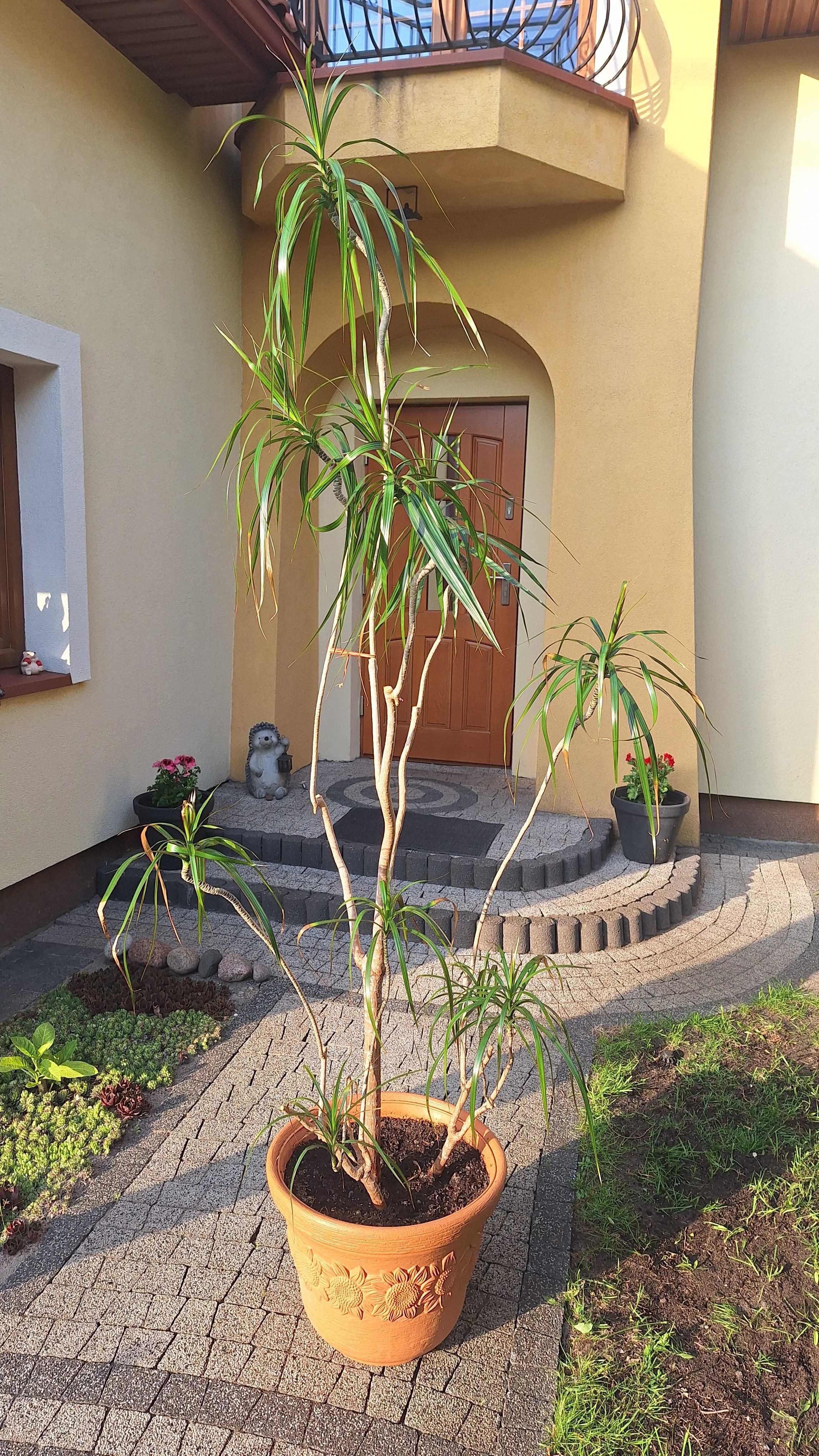 DRACENA kwiat doniczkowy