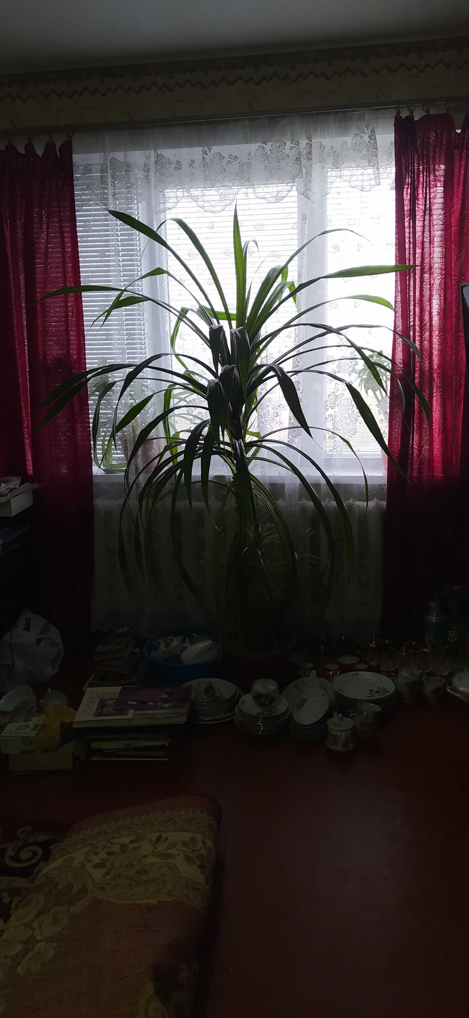 комнатное растение пальмы