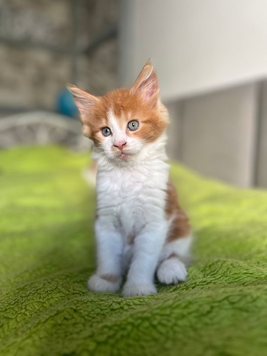 Kocurek Maine Coon „HUGO” d0922 FPL/FIFE – klasyczny rudy z bielą