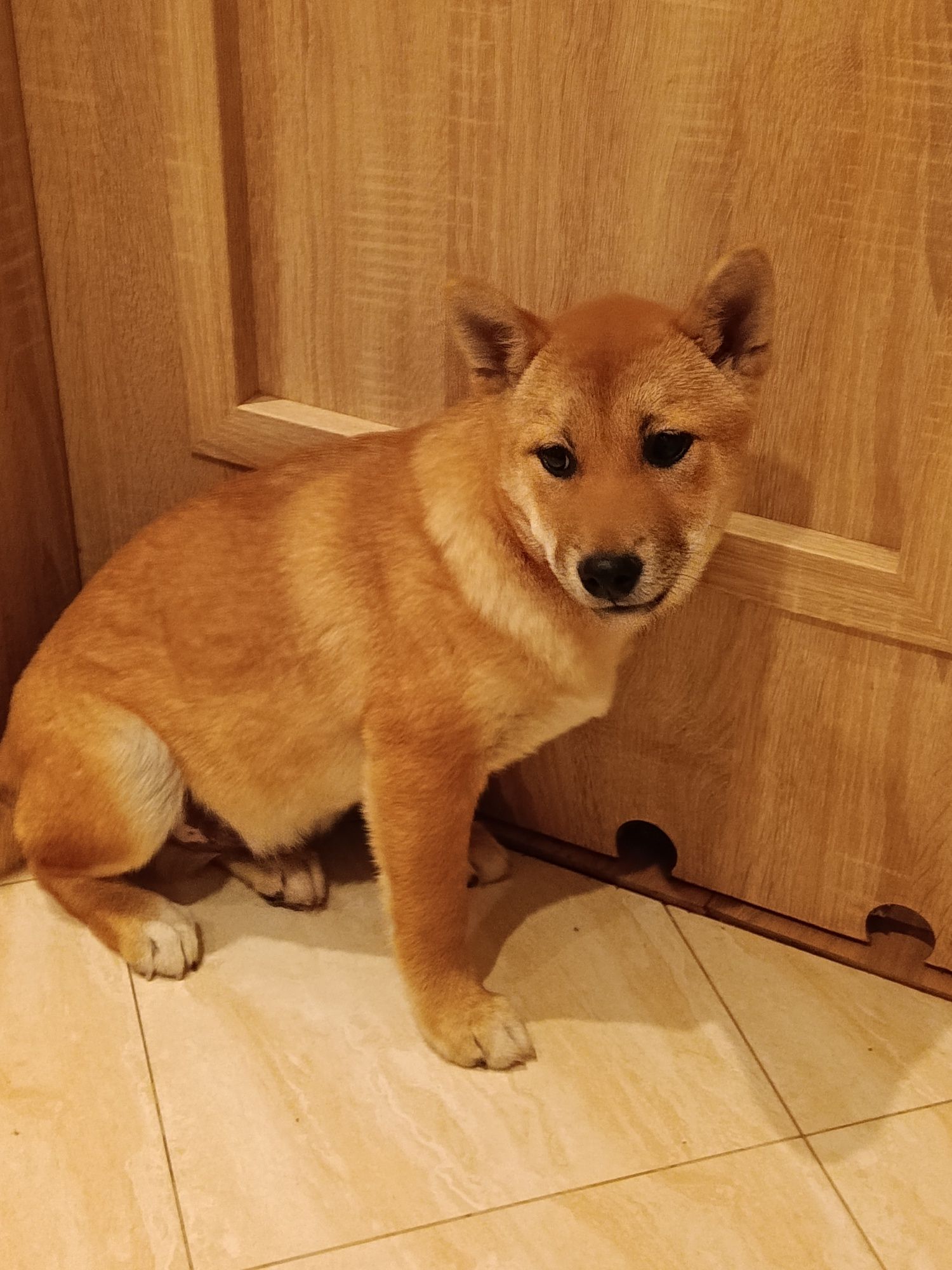 Shiba inu Śliczny Szczeniaczek