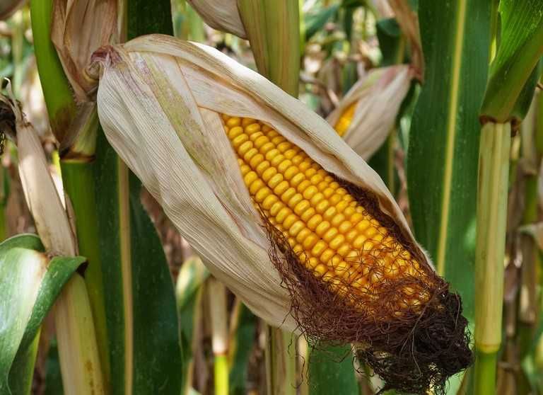 kukurydza mokra i sucha, zboża paszowe, melasa,  transport