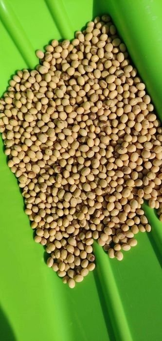 Soja favorit ze zbiorów 2025