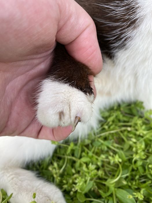 Ласкава триколірна кішечка шукає дім, стерелізована