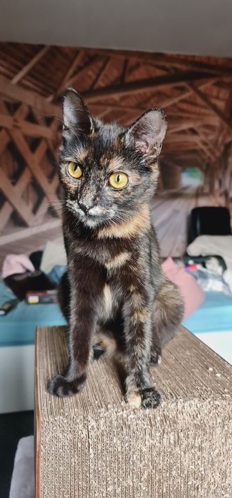 Черепахова молода киця до року