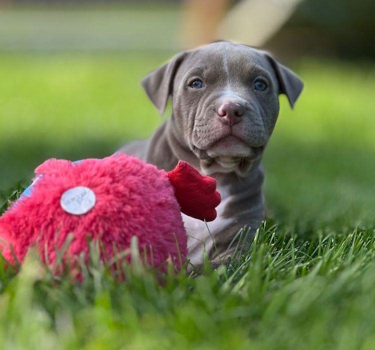 Suczka American Bully XL w kolorze lilac