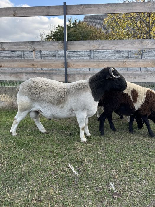 Продаж ягнятина, баранина, ярки, баранчики на племʼя 50%, 75% Дорпер