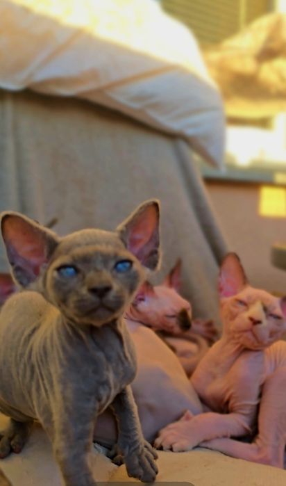 Niebieski Kot sfinks.Przepiekny kocurek z niebieskimi oczkami