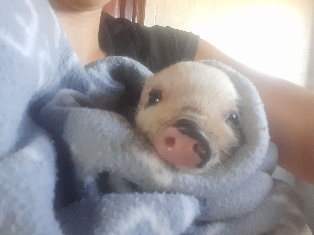 Mini pig - porquinha